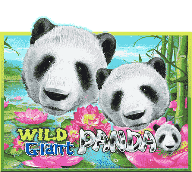 Wild Giant Panda
